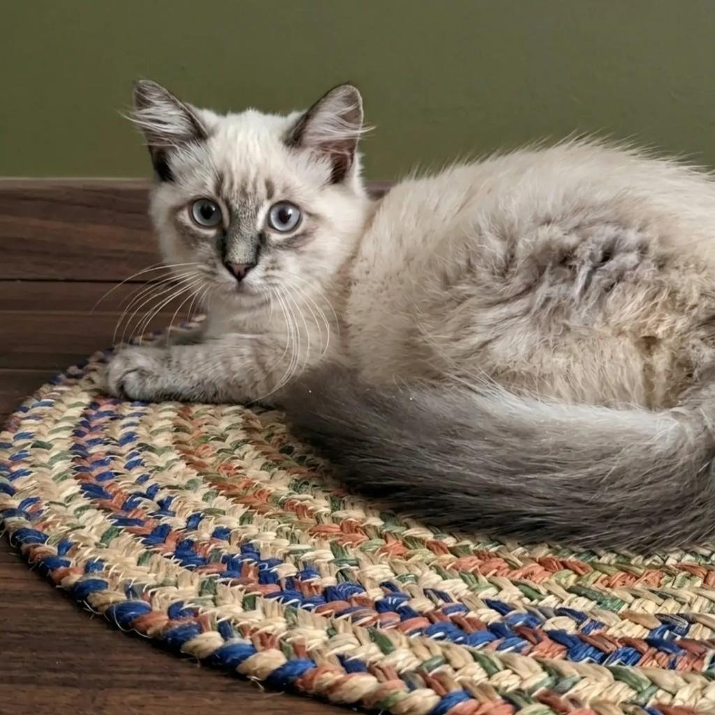 Pompom, gato de porte pequeno para adoção em Rio de Janeiro - RJ
