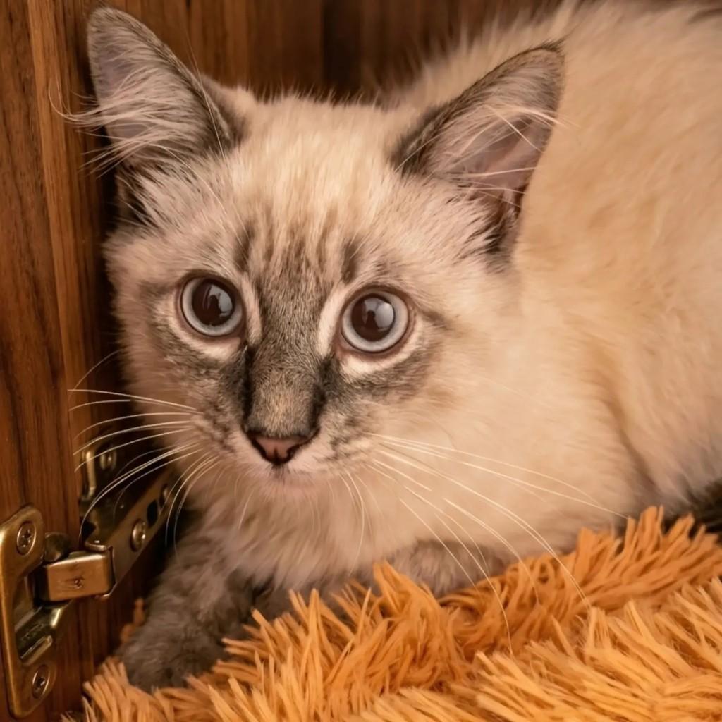 Pompom, gato de porte pequeno para adoção em Rio de Janeiro - RJ — foto 2 de 7