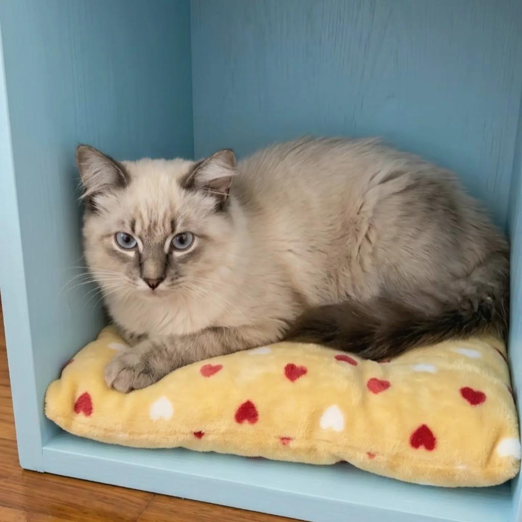 Pompom, gato de porte pequeno para adoção em Rio de Janeiro - RJ — foto 3 de 7