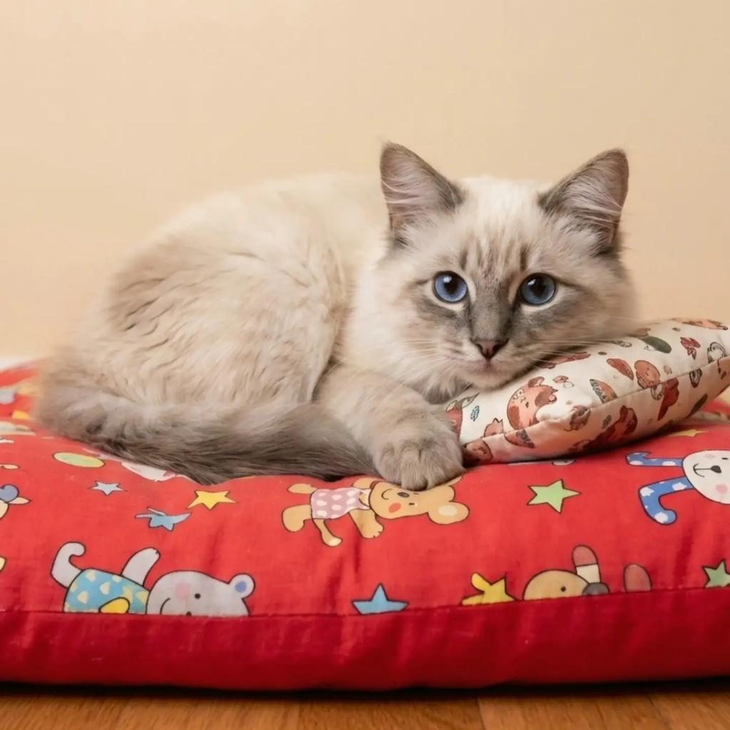Pompom, gato de porte pequeno para adoção em Rio de Janeiro - RJ — foto 4 de 7