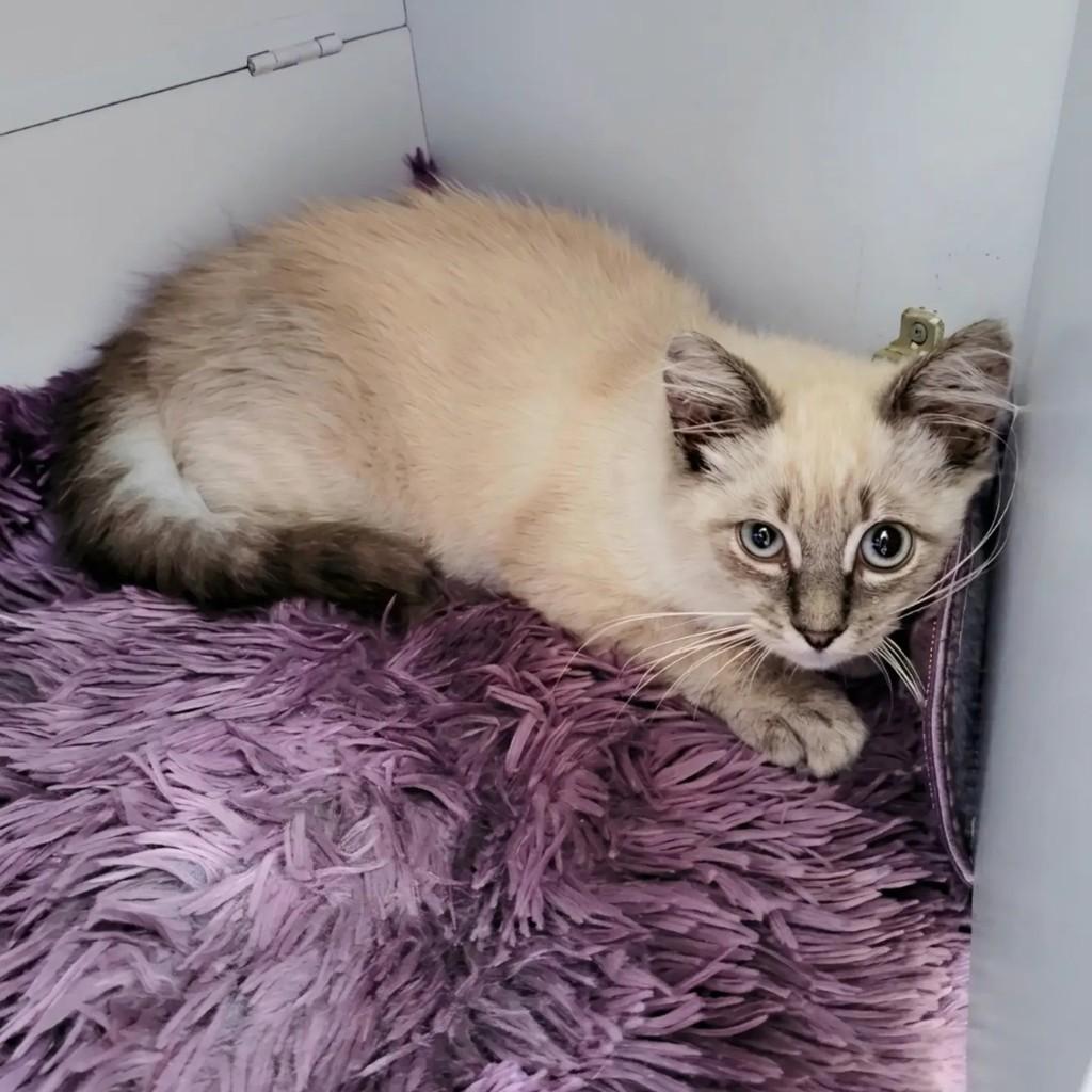 Pompom, gato de porte pequeno para adoção em Rio de Janeiro - RJ — foto 5 de 7