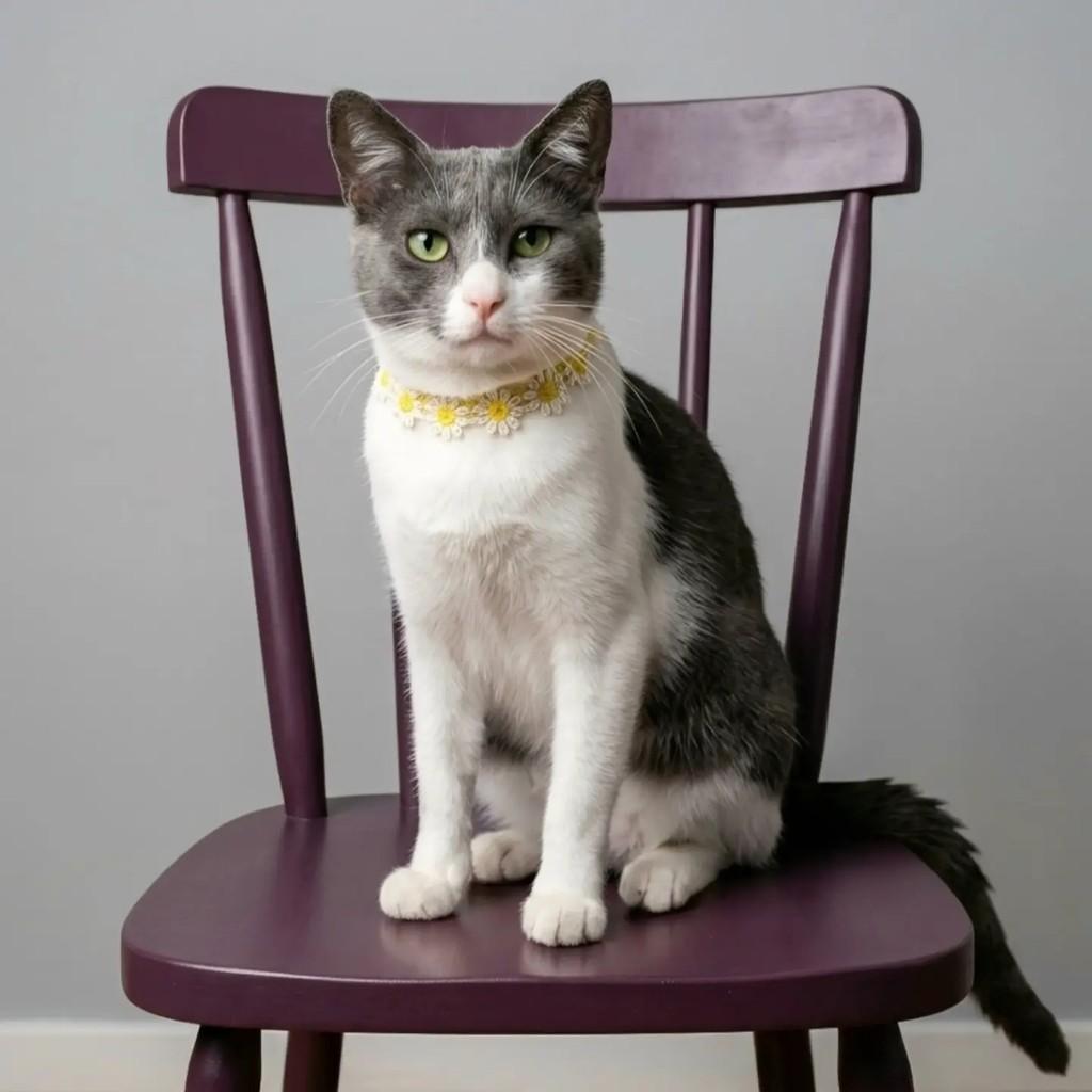 Jasmin, gata de porte médio para adoção em Rio de Janeiro - RJ
