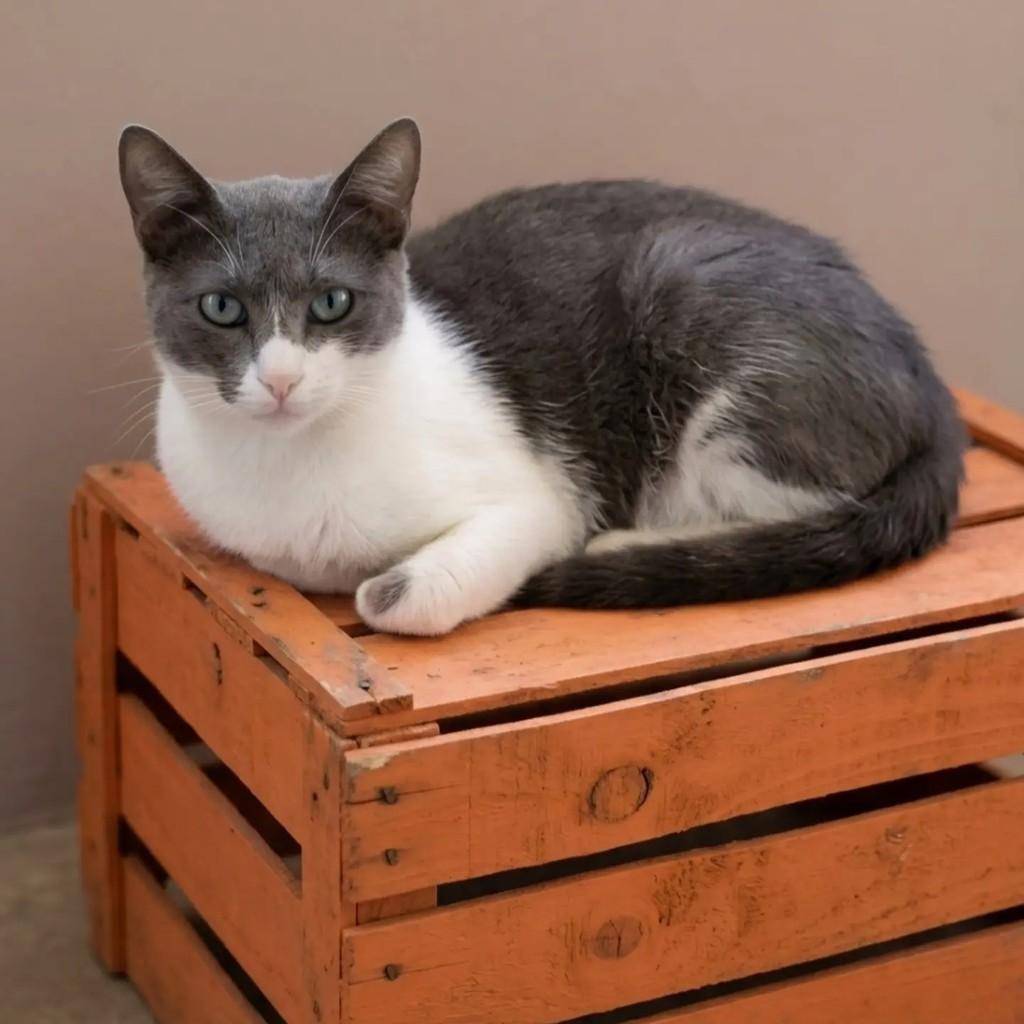 Jasmin, gata de porte médio para adoção em Rio de Janeiro - RJ — foto 3 de 11