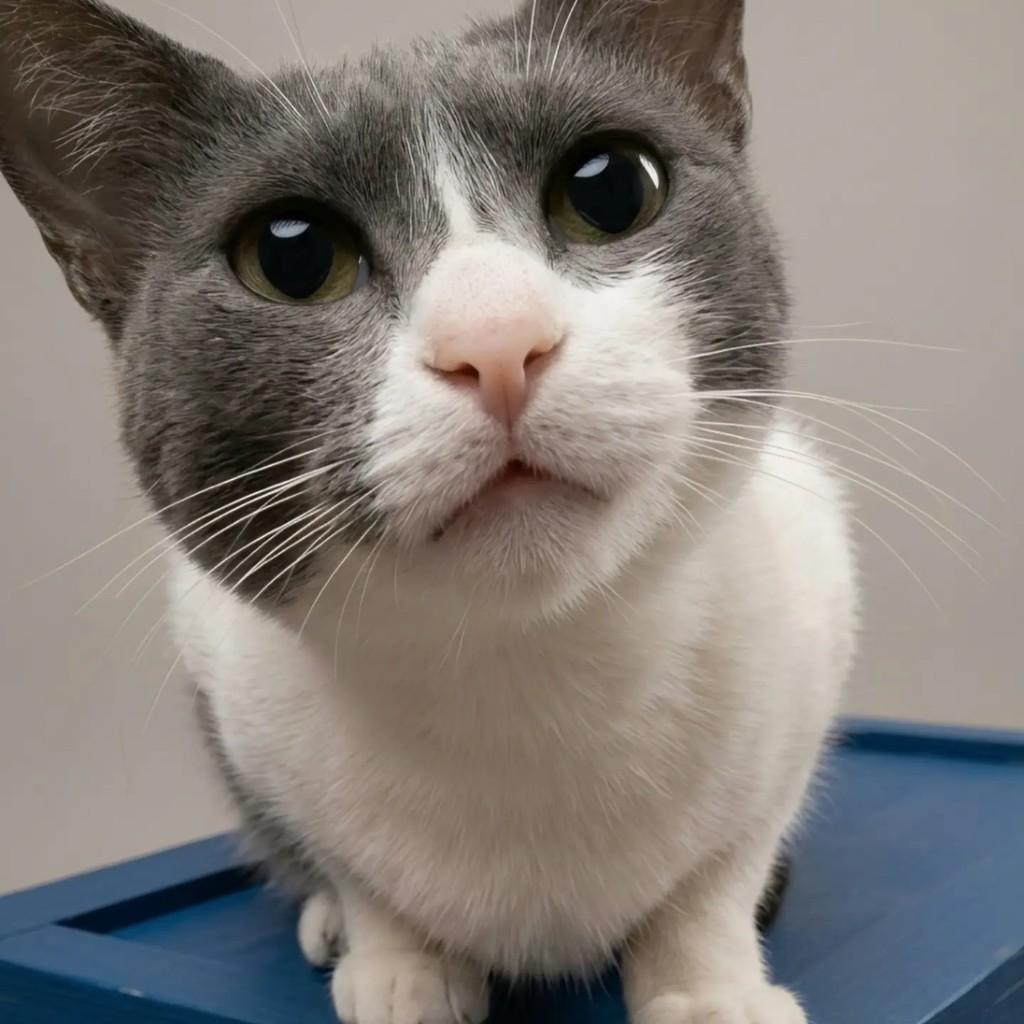 Jasmin, gata de porte médio para adoção em Rio de Janeiro - RJ — foto 5 de 11