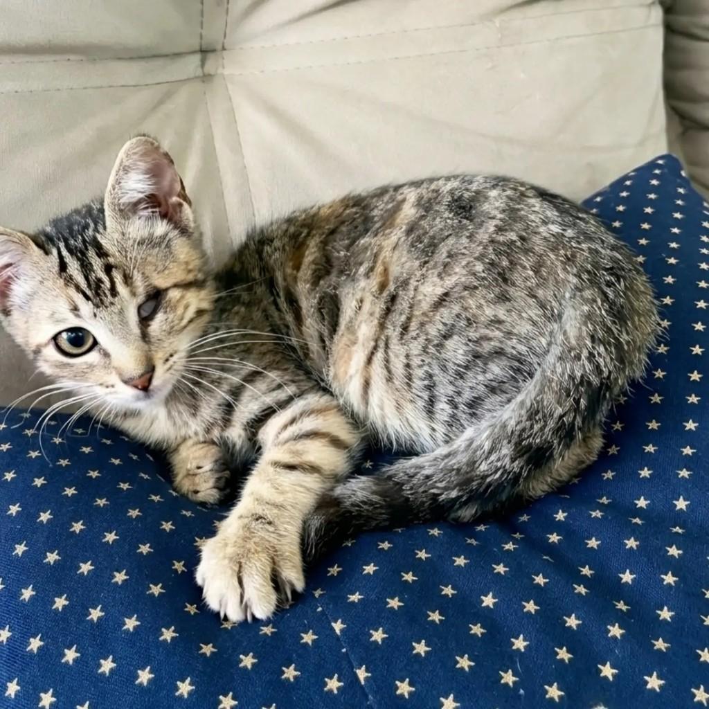 Maria, gata de porte pequeno para adoção em Rio de Janeiro - RJ — foto 5 de 7
