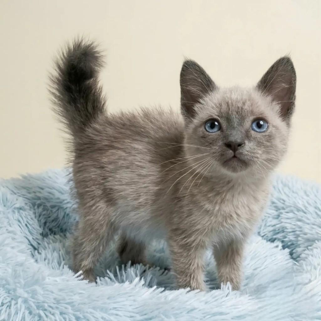 Twix, gato de porte pequeno para adoção em Rio de Janeiro - RJ