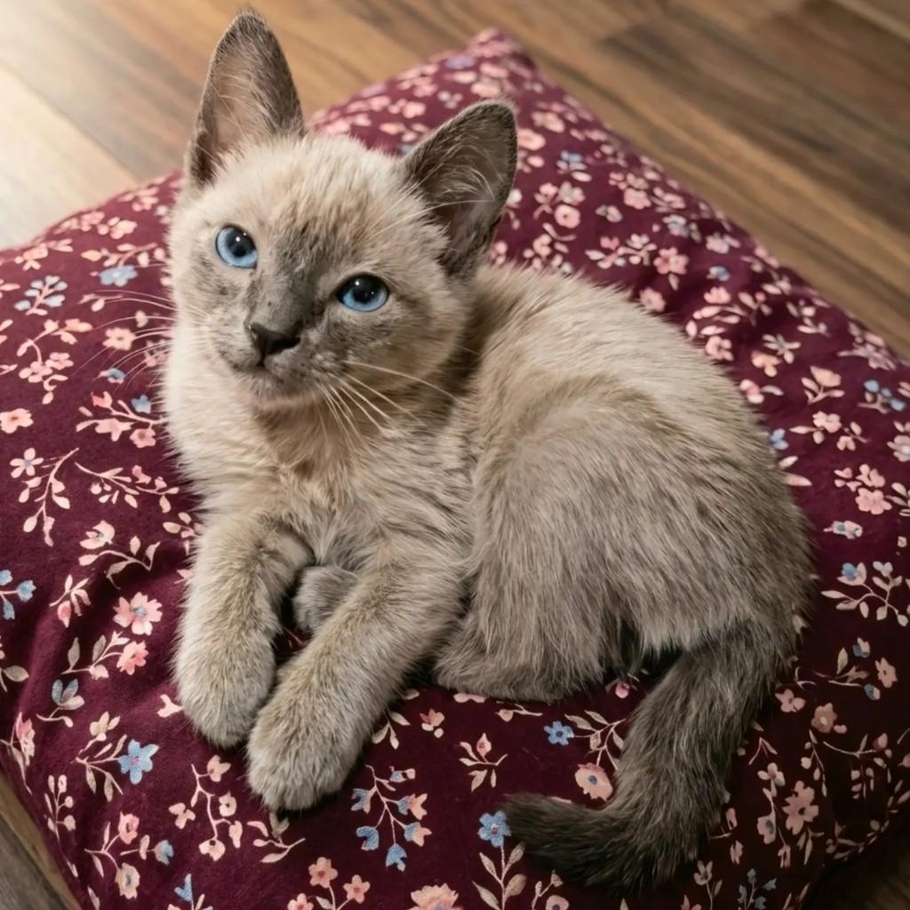 Twix, gato de porte pequeno para adoção em Rio de Janeiro - RJ — foto 4 de 9