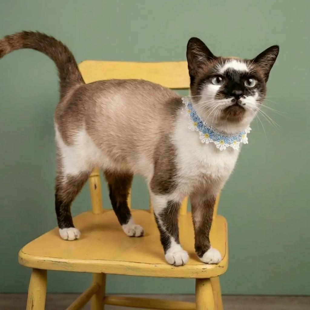Sininho, gata de porte pequeno para adoção em Rio de Janeiro - RJ