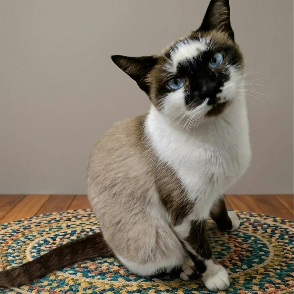 Sininho, gata de porte pequeno para adoção em Rio de Janeiro - RJ — foto 2 de 7