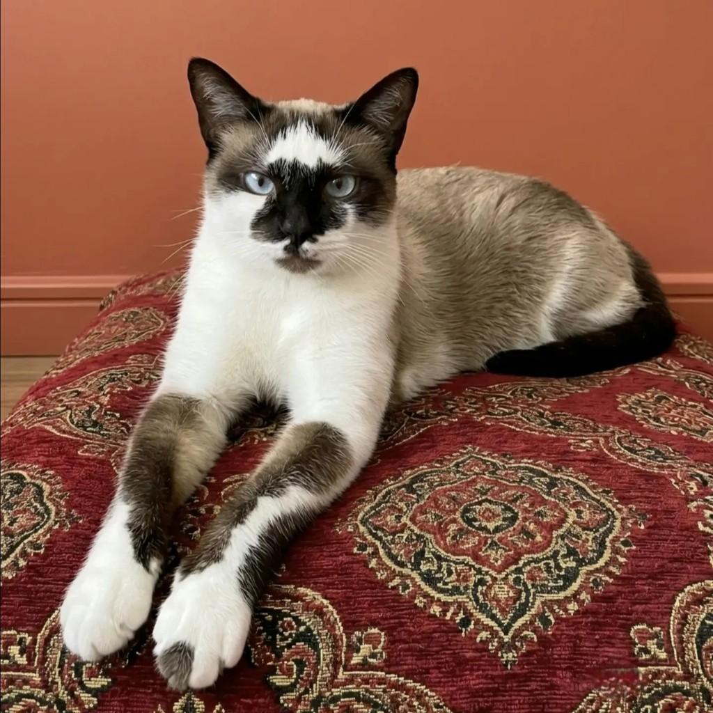 Sininho, gata de porte pequeno para adoção em Rio de Janeiro - RJ — foto 3 de 7