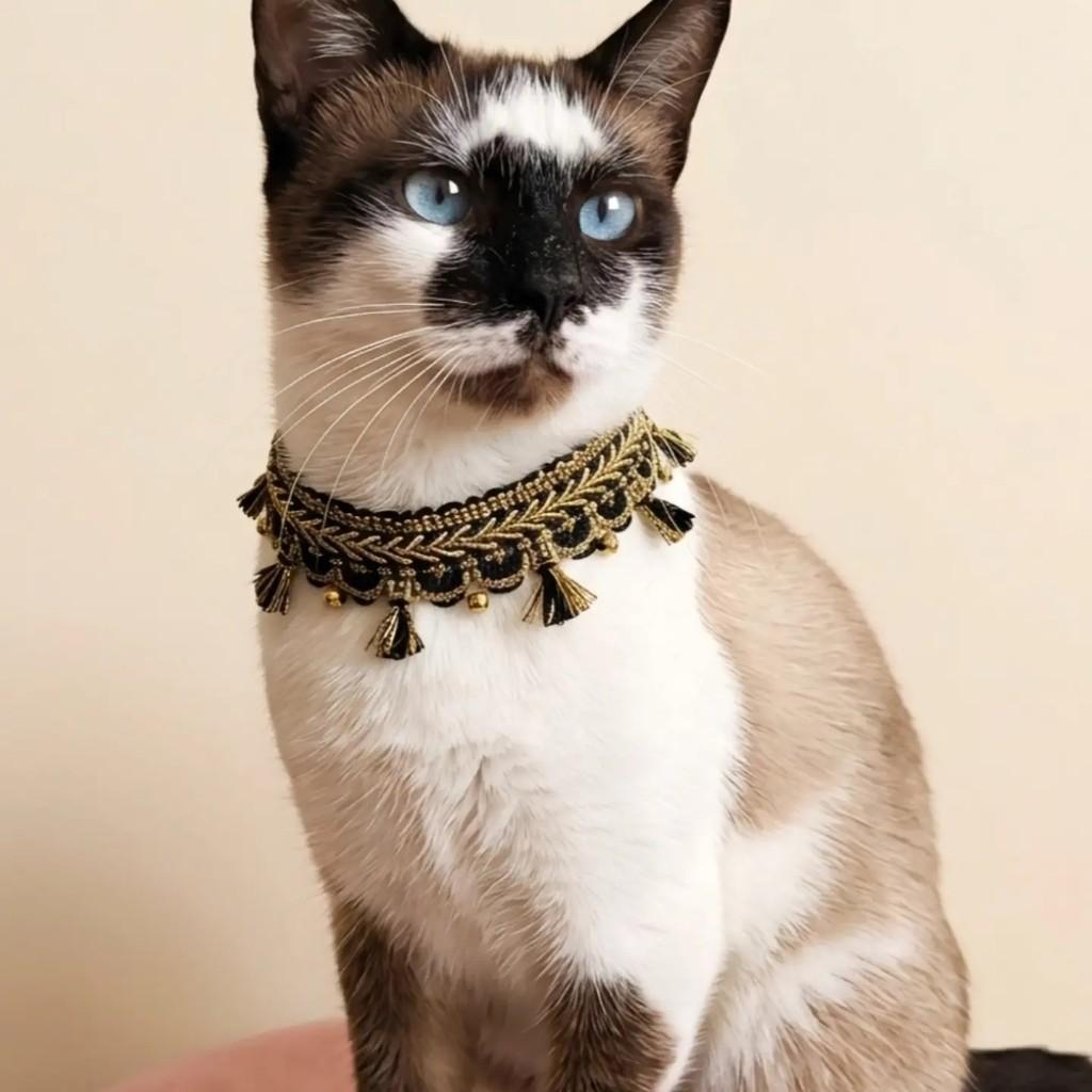 Sininho, gata de porte pequeno para adoção em Rio de Janeiro - RJ — foto 5 de 7