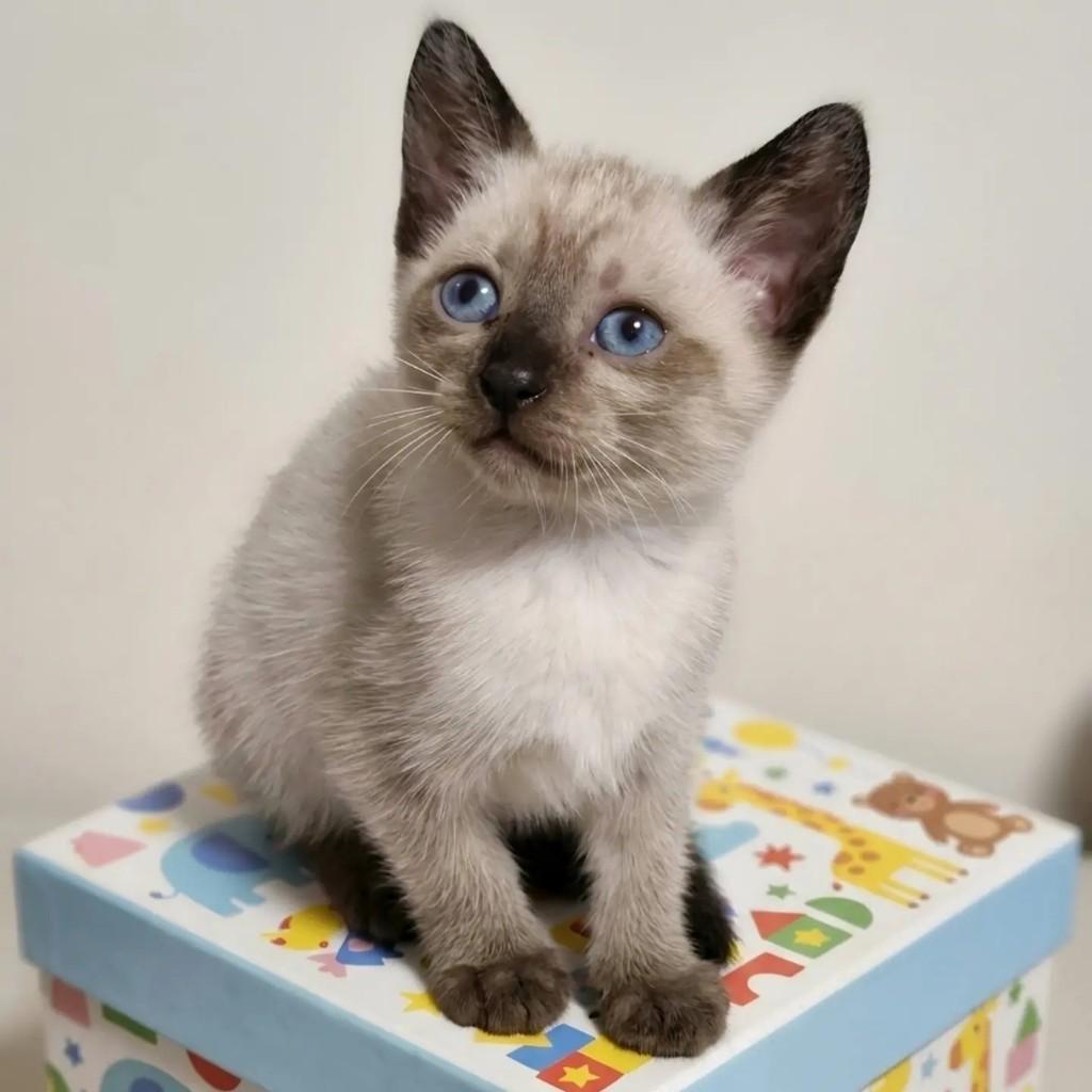 Avelã, gata de porte pequeno para adoção em Rio de Janeiro - RJ
