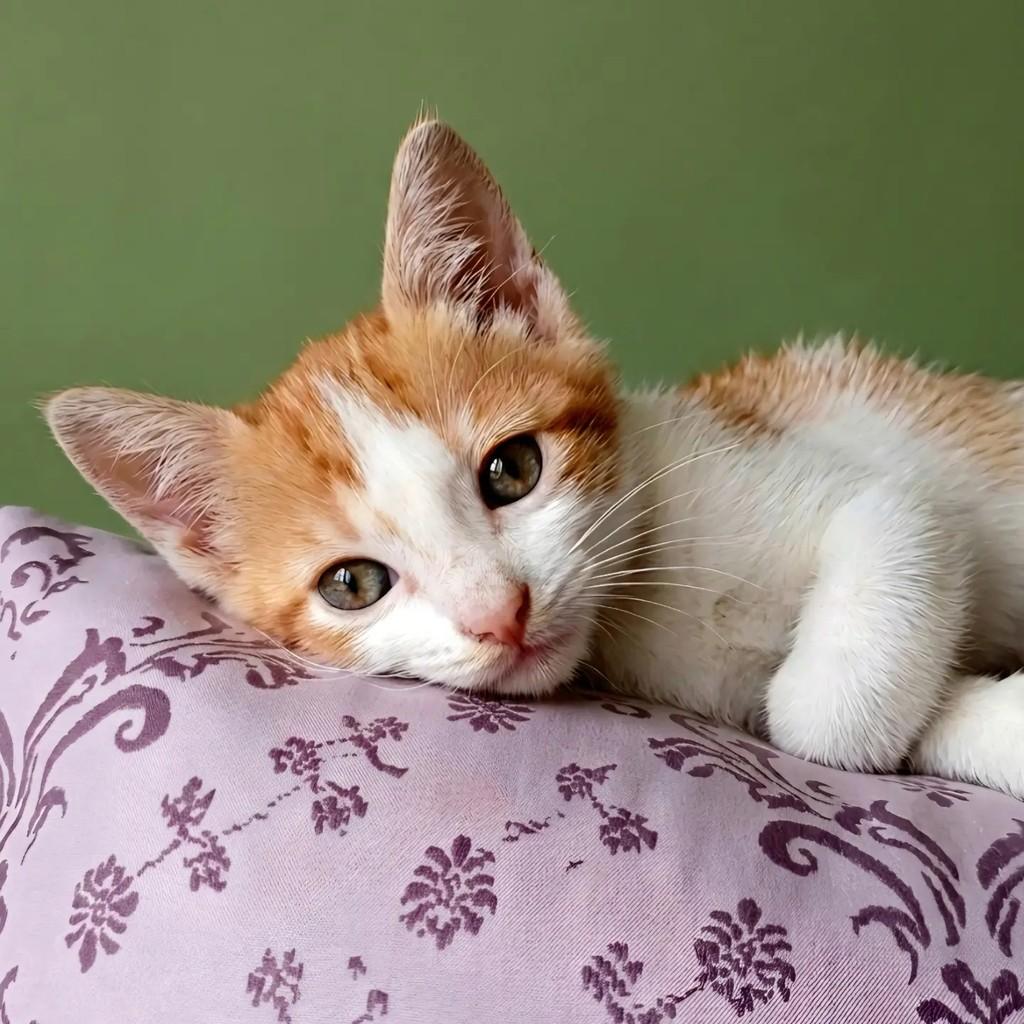 Apolo, gato para adoção no Rio de Janeiro - RJ — foto 4 de 7