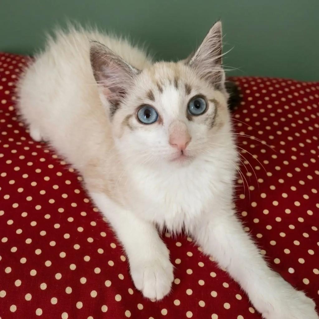 Nicolas, gato de porte pequeno para adoção em Rio de Janeiro - RJ