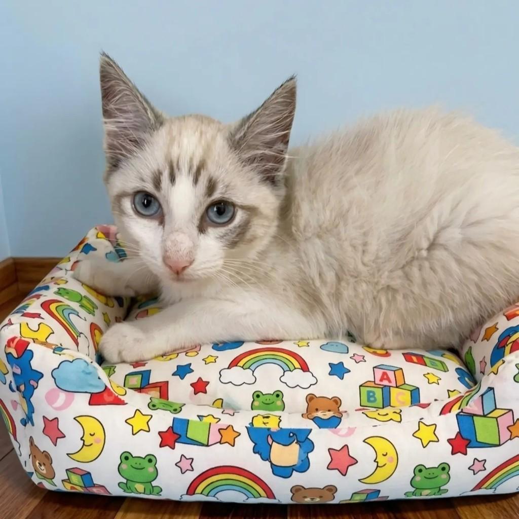 Nicolas, gato de porte pequeno para adoção em Rio de Janeiro - RJ — foto 3 de 9