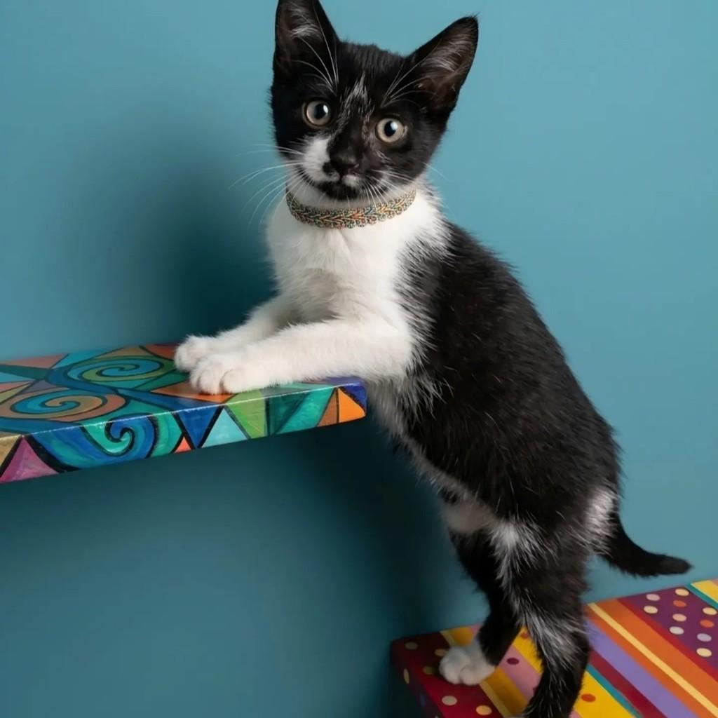 Wendy, gata de porte pequeno para adoção em Rio de Janeiro - RJ