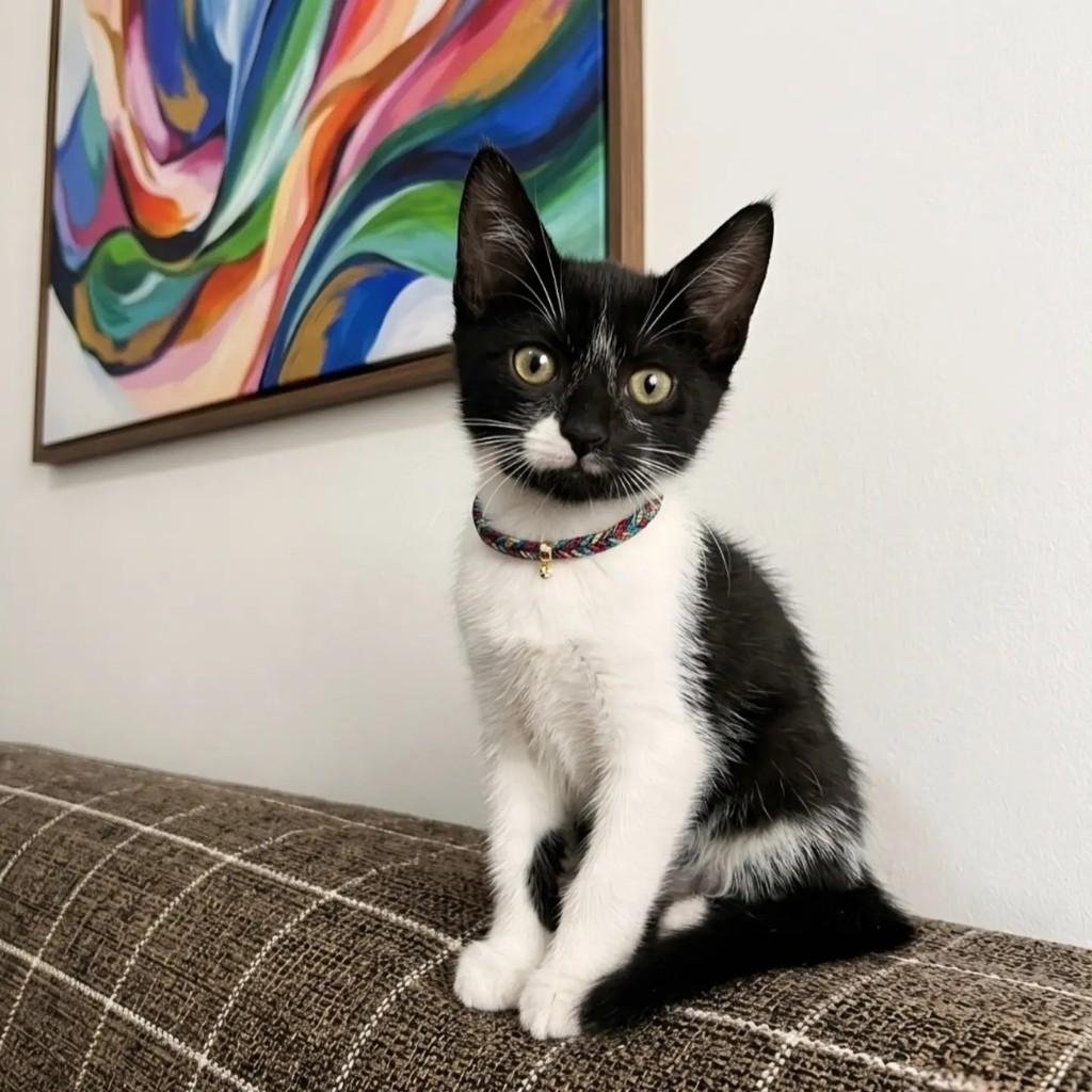 Wendy, gata de porte pequeno para adoção em Rio de Janeiro - RJ — foto 5 de 11