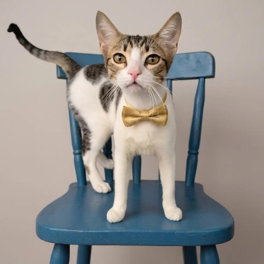 Toni, gato de porte pequeno para adoção no Rio de Janeiro - RJ