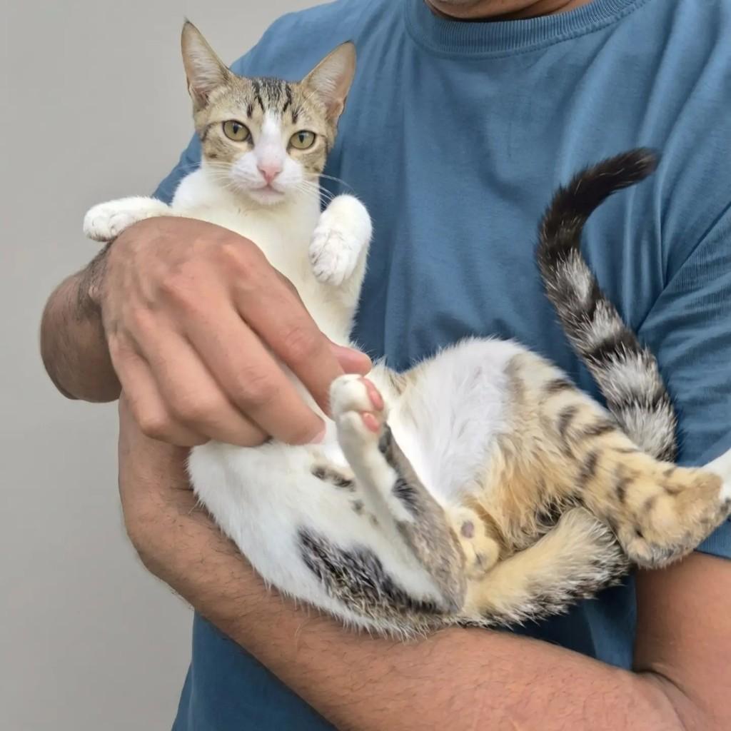 Toni, gato de porte pequeno para adoção no Rio de Janeiro - RJ — foto 2 de 8