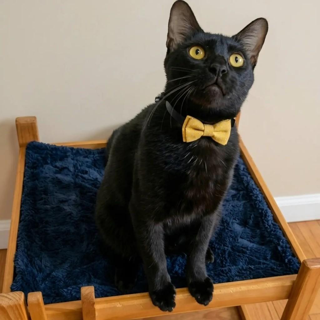 Aquiles, gato de porte pequeno para adoção no Rio de Janeiro - RJ