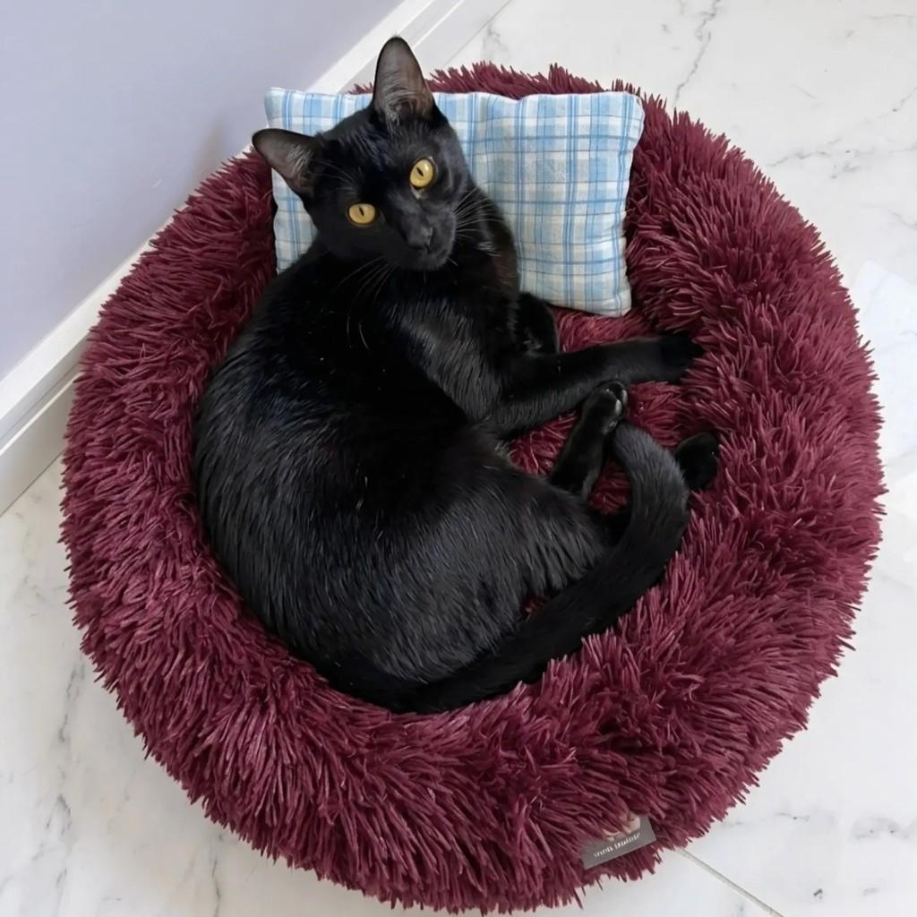 Aquiles, gato de porte pequeno para adoção no Rio de Janeiro - RJ — foto 3 de 12