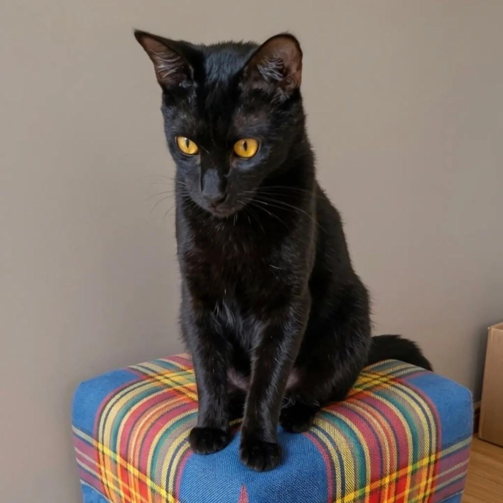 Aquiles, gato de porte pequeno para adoção no Rio de Janeiro - RJ — foto 4 de 12