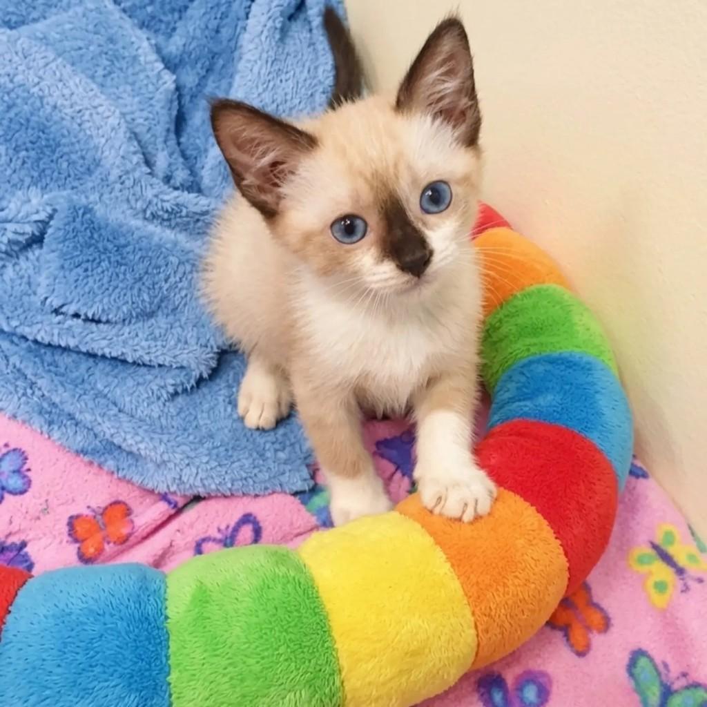 Tallis, gato de porte pequeno para adoção no Rio de Janeiro - RJ — foto 2 de 7