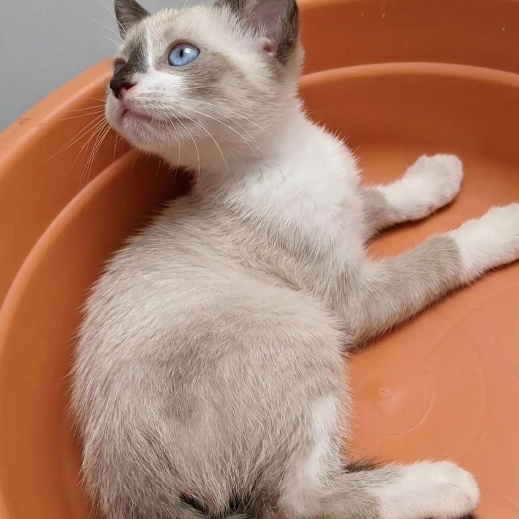 Tallis, gato de porte pequeno para adoção no Rio de Janeiro - RJ — foto 5 de 7