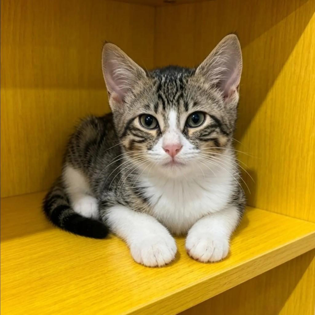 Polly, gata de porte pequeno para adoção no Rio de Janeiro - RJ — foto 2 de 5