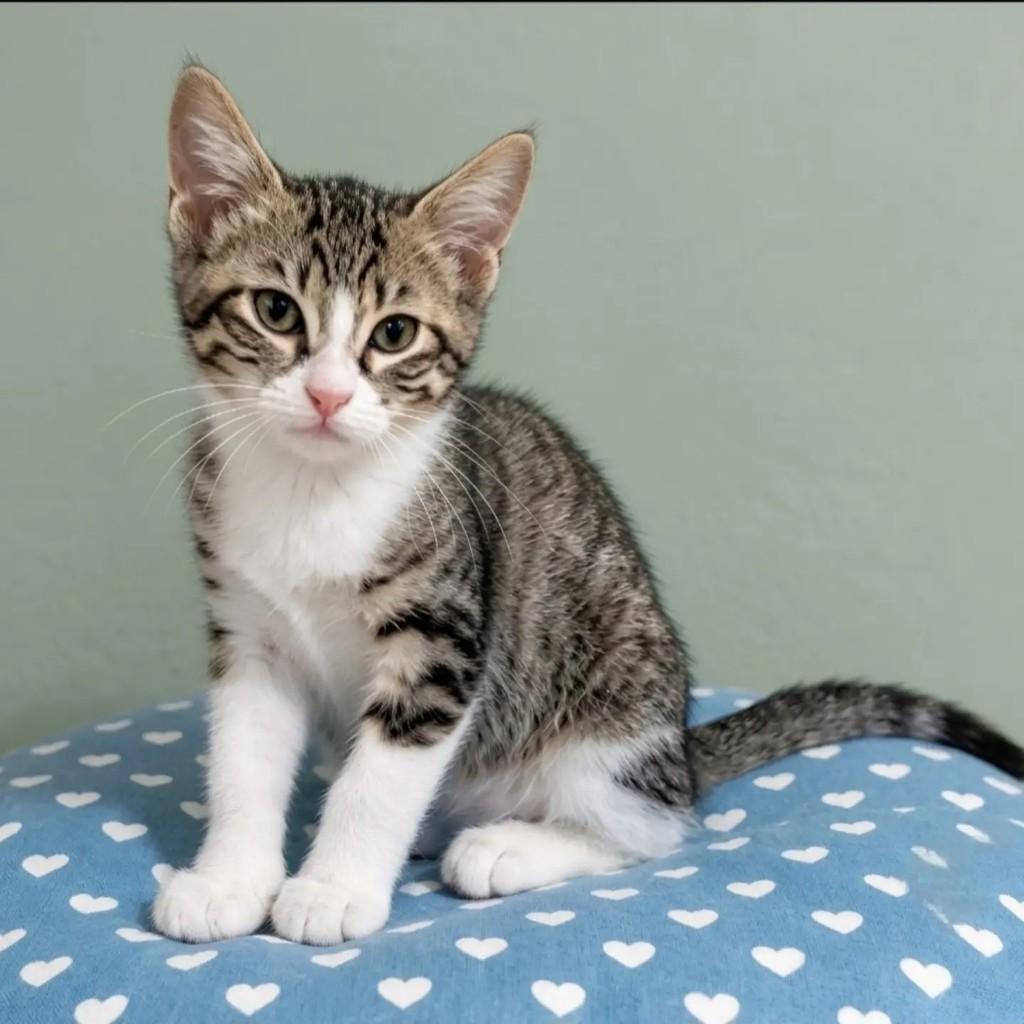 Polly, gata de porte pequeno para adoção no Rio de Janeiro - RJ — foto 4 de 5