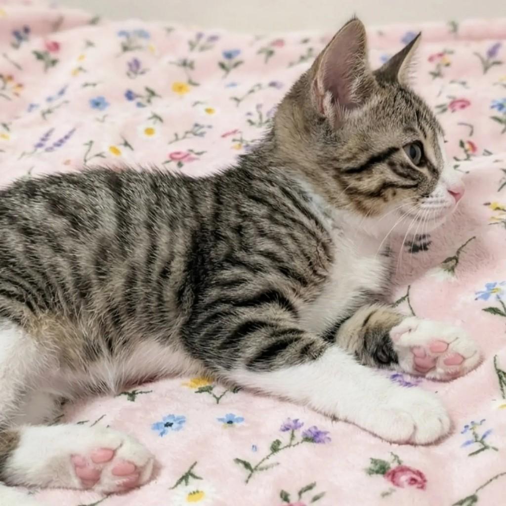 Polly, gata de porte pequeno para adoção no Rio de Janeiro - RJ — foto 5 de 5