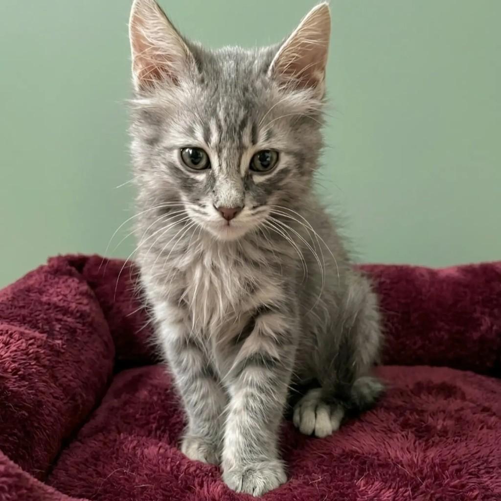 Pietro, gato de porte pequeno para adoção no Rio de Janeiro - RJ — foto 3 de 7