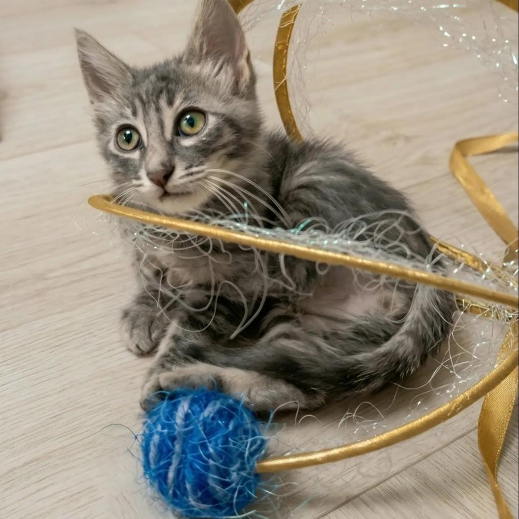 Pietro, gato de porte pequeno para adoção no Rio de Janeiro - RJ — foto 4 de 7