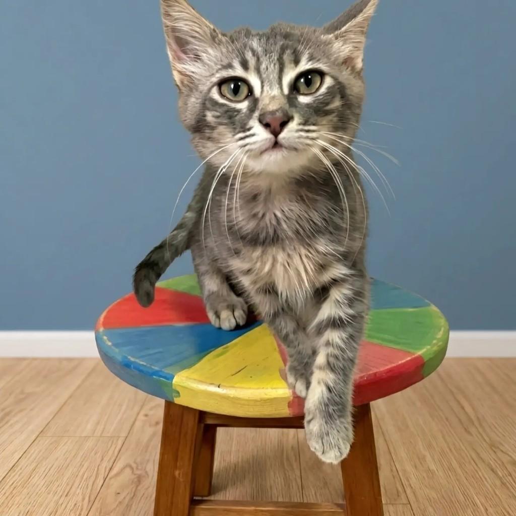 Pietro, gato de porte pequeno para adoção no Rio de Janeiro - RJ — foto 5 de 7