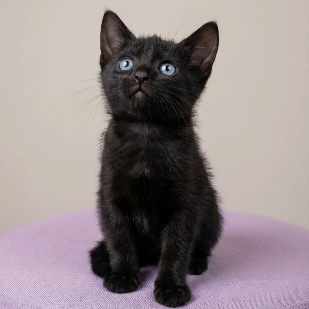 Fiorella, gata de porte pequeno para adoção no Rio de Janeiro - RJ