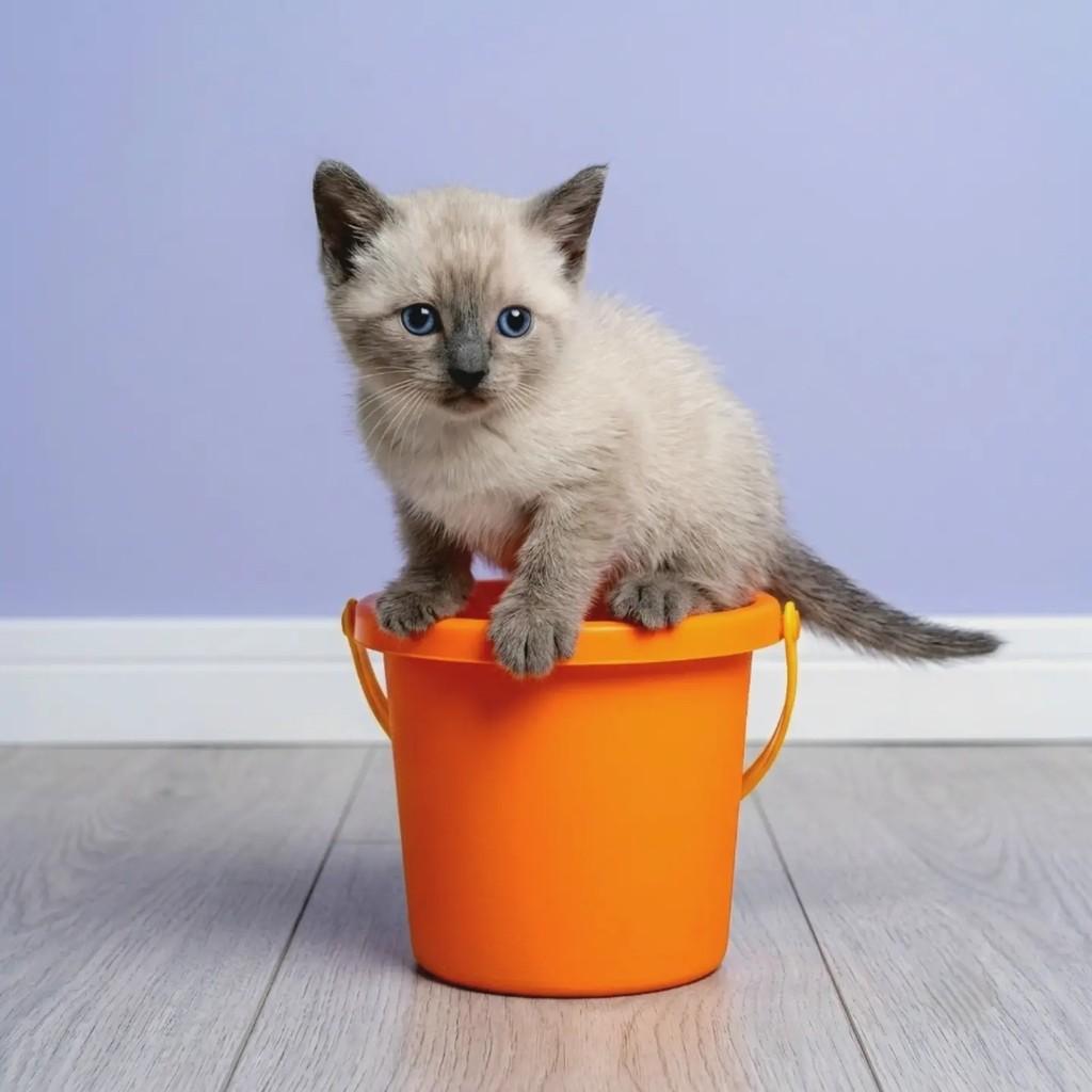 Alvin, gato de porte pequeno para adoção no Rio de Janeiro - RJ