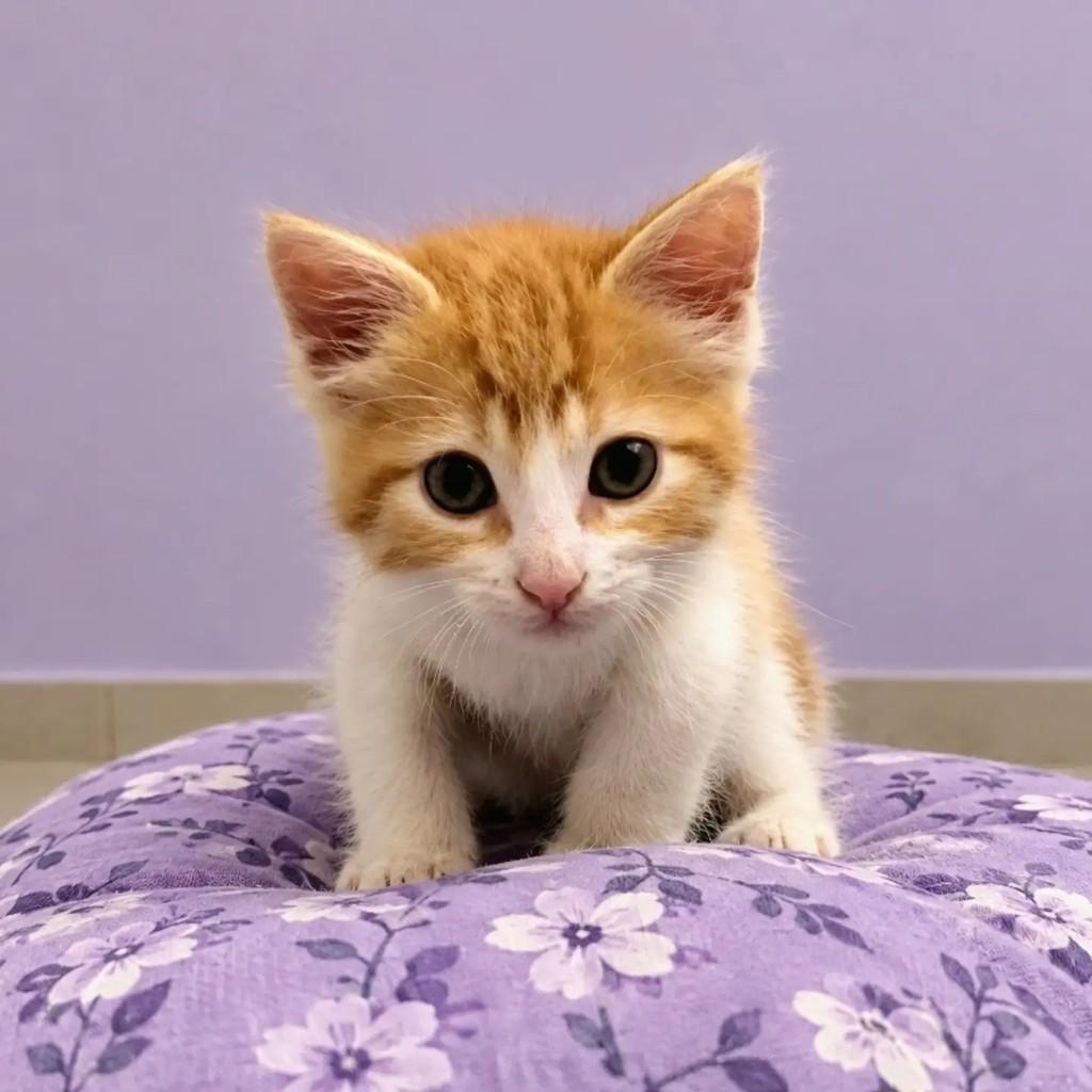 Ben, gato de porte pequeno para adoção no Rio de Janeiro - RJ — foto 5 de 10