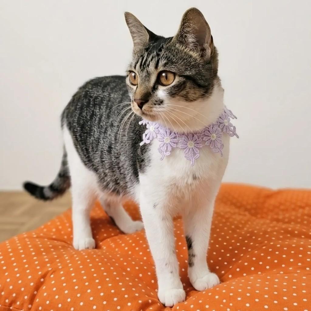 Larinha, gata de porte pequeno para adoção no Rio de Janeiro - RJ — foto 2 de 10