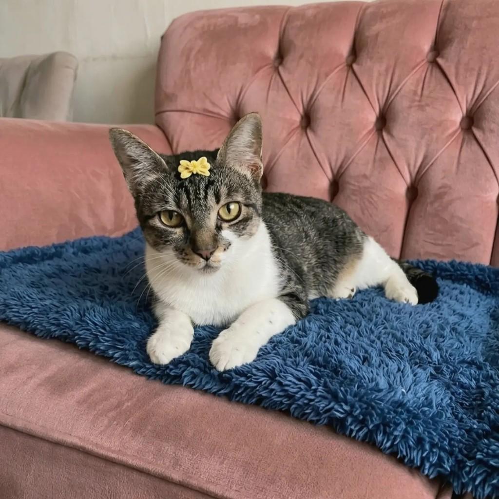 Larinha, gata de porte pequeno para adoção no Rio de Janeiro - RJ — foto 4 de 10