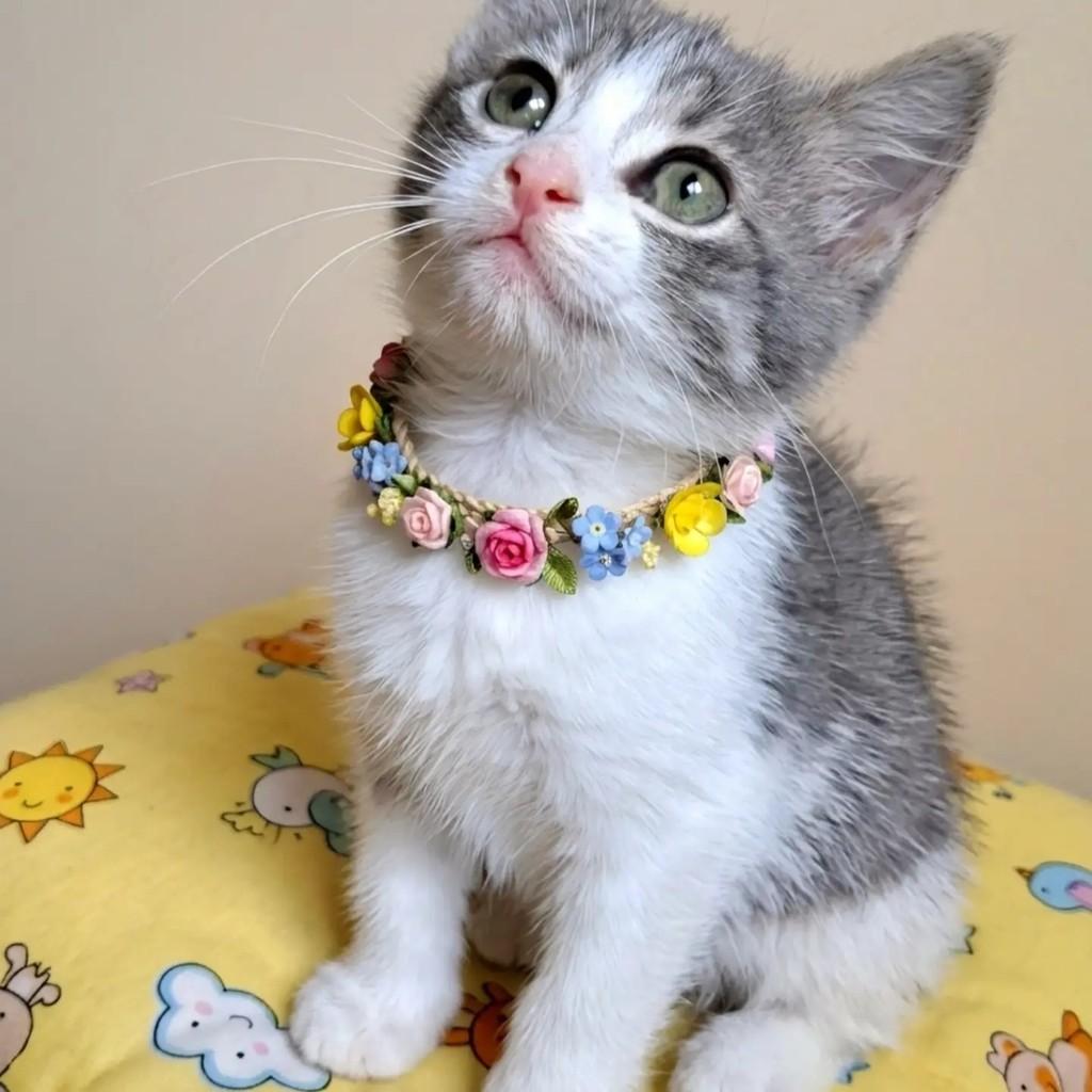 Floquinha, gata de porte pequeno para adoção no Rio de Janeiro - RJ