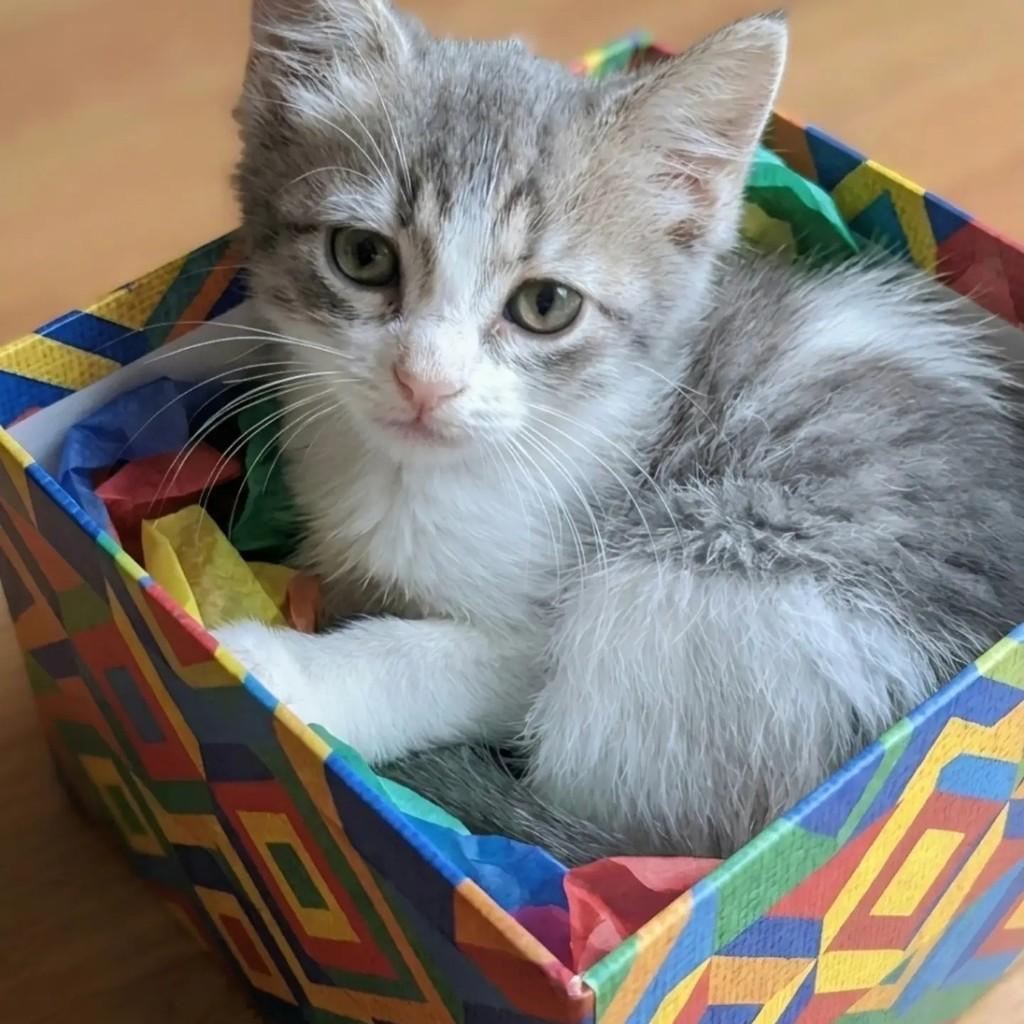 Floquinha, gata de porte pequeno para adoção no Rio de Janeiro - RJ — foto 4 de 6