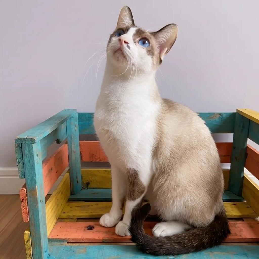 Mel, gata de porte médio para adoção no Rio de Janeiro - RJ