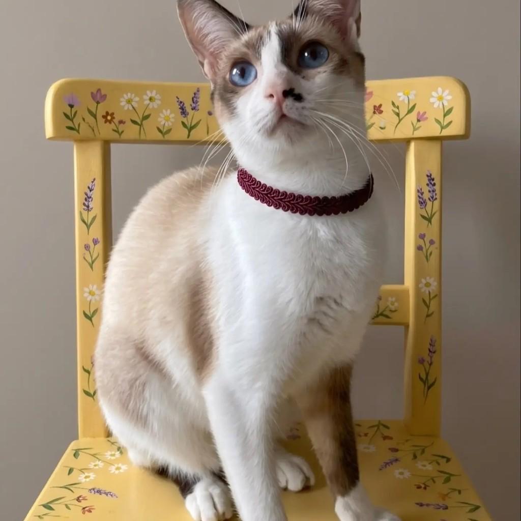 Mel, gata de porte médio para adoção no Rio de Janeiro - RJ — foto 2 de 6
