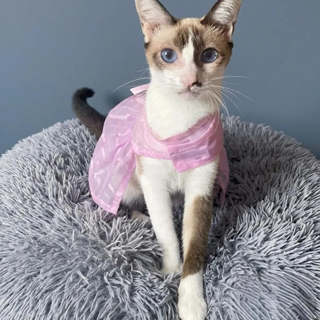 Mel, gata de porte médio para adoção no Rio de Janeiro - RJ — foto 3 de 6