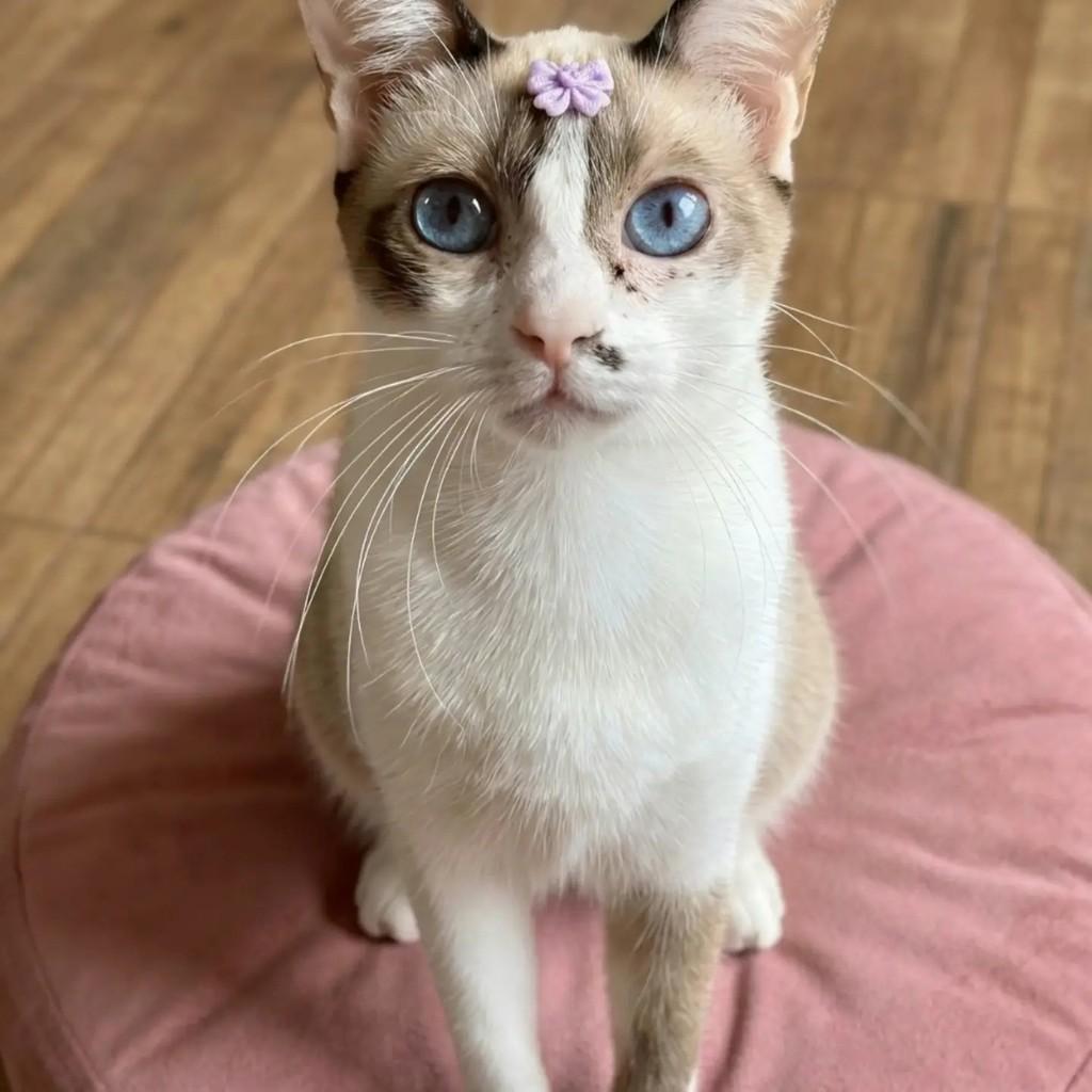 Mel, gata de porte médio para adoção no Rio de Janeiro - RJ — foto 4 de 6