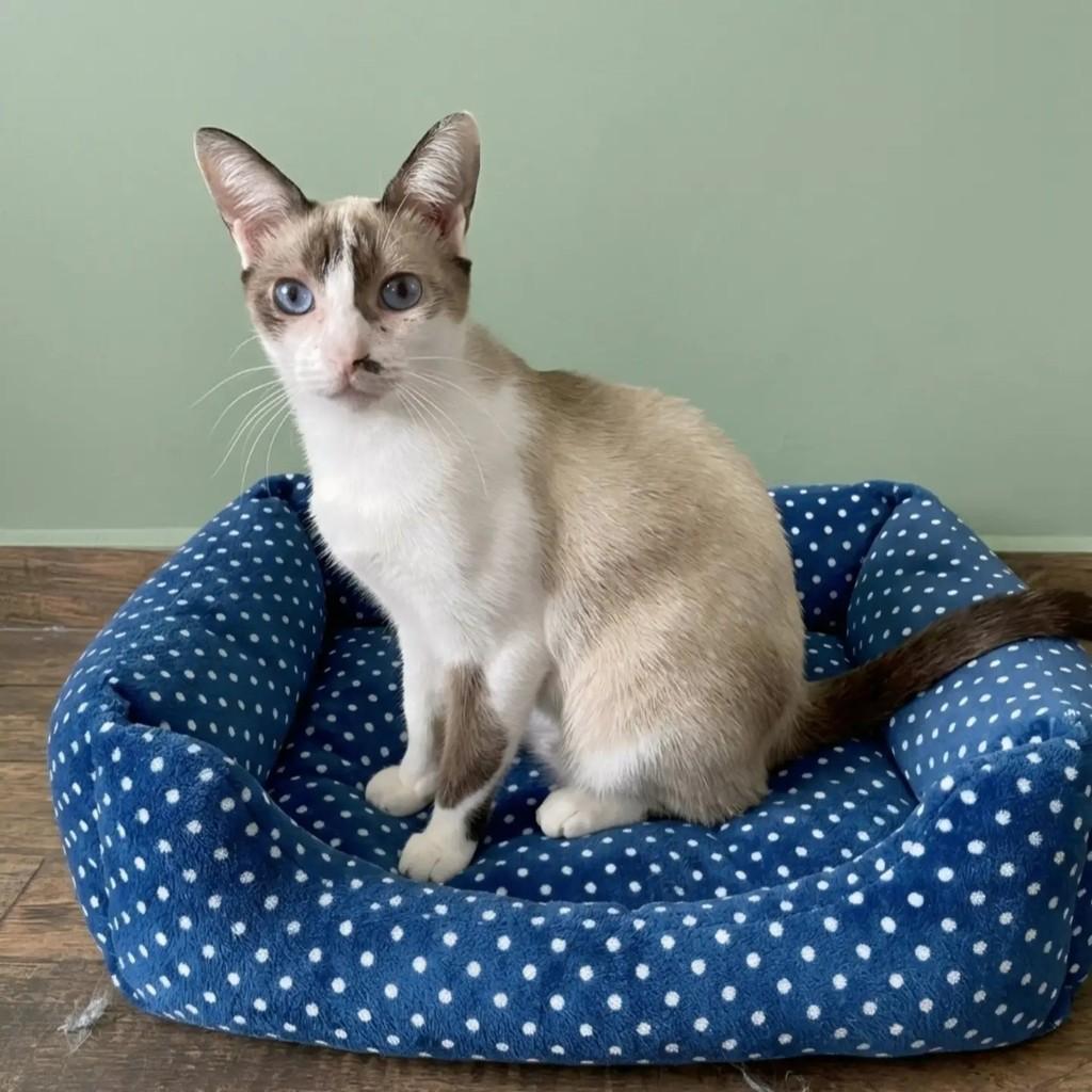 Mel, gata de porte médio para adoção no Rio de Janeiro - RJ — foto 5 de 6