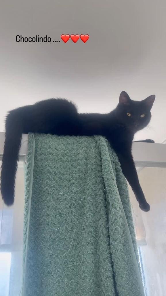 Chocolindo, gato de porte pequeno para adoção em São Paulo - SP