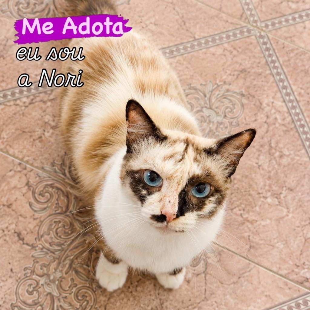 Nori, gata de porte médio para adoção em São Paulo - SP