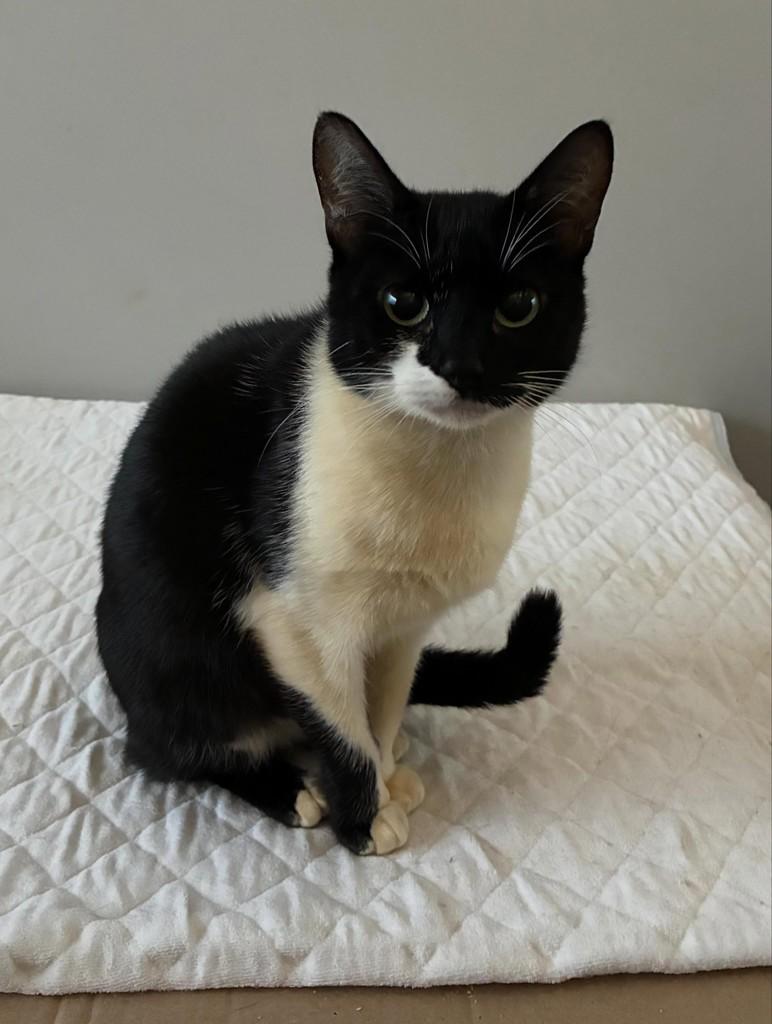 Clara, gata de porte pequeno para adoção em São Paulo - SP