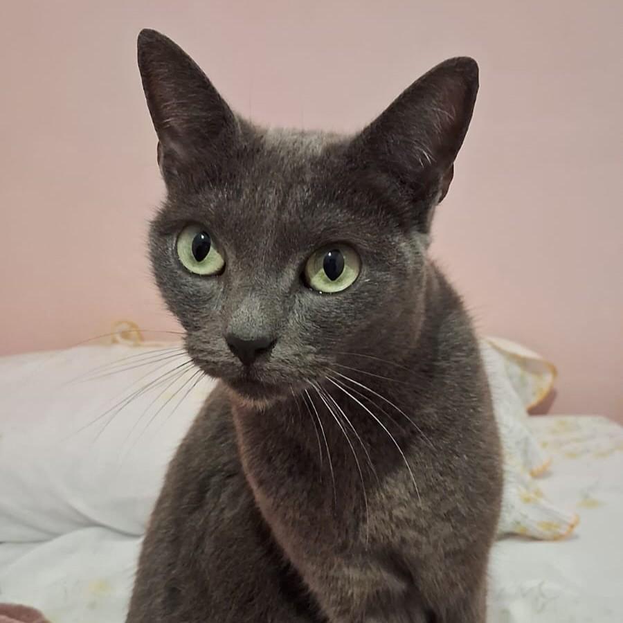 Dengo, gato de porte pequeno para adoção em São Paulo - SP